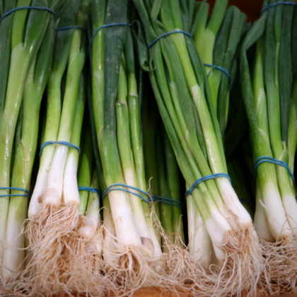 Spring Onion